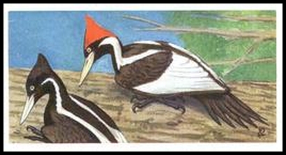 41 Ivory Billed Woodpecker